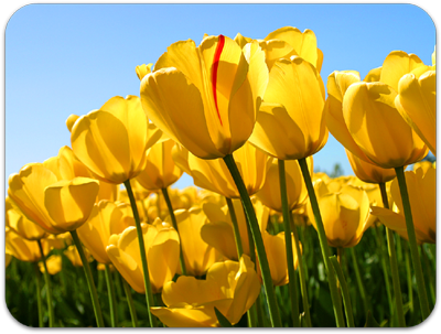 Picture of bright yellow spring flowers